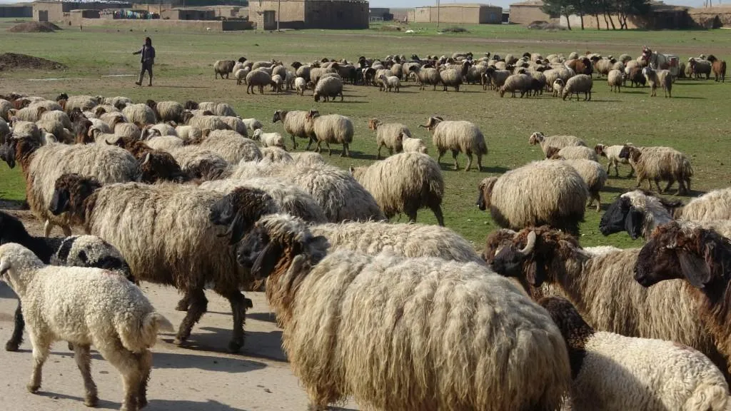 سوق الأغنام مقصد لآلاف الأهالي في تل حميس
