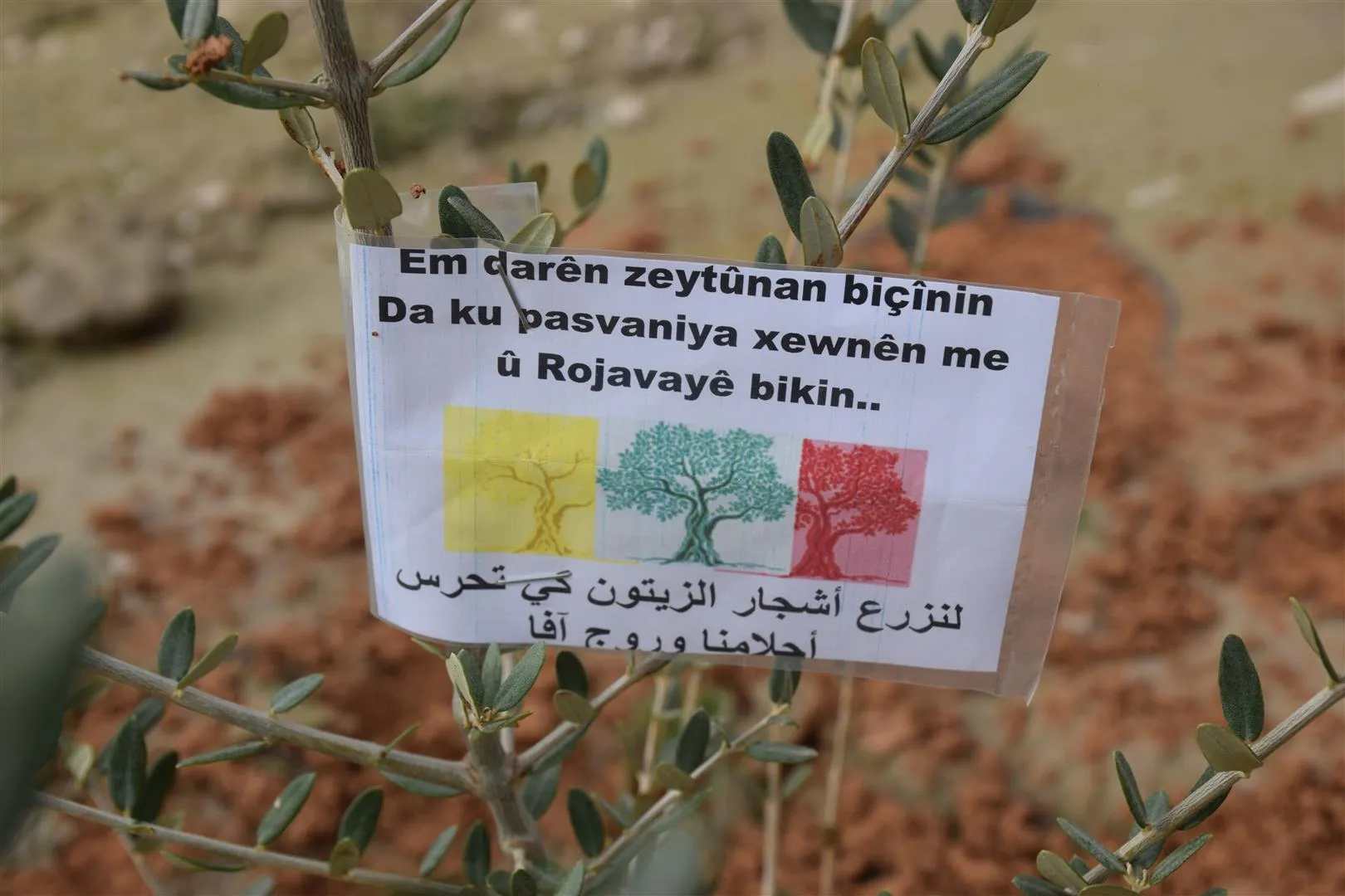 قافلة الزيتون تزرع الزيتون في الحسكة