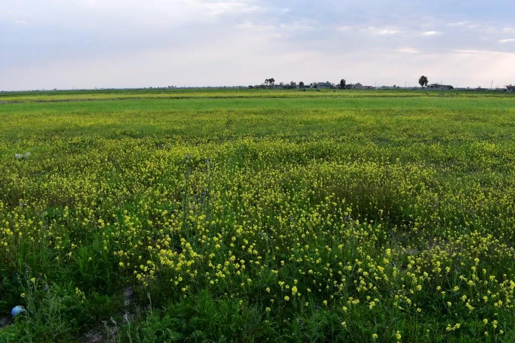 بادية ديرالزور... ربيع لم تعهده المنطقة منذ سنين