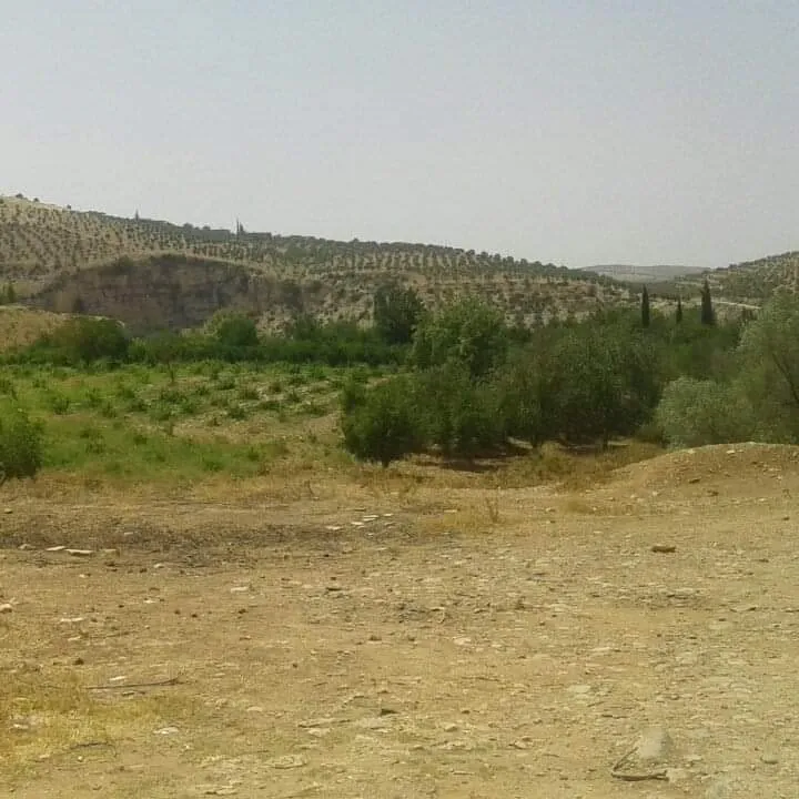 صور ومقاطع توثق نهب الاحتلال التركي ممتلكات أهالي عفرين