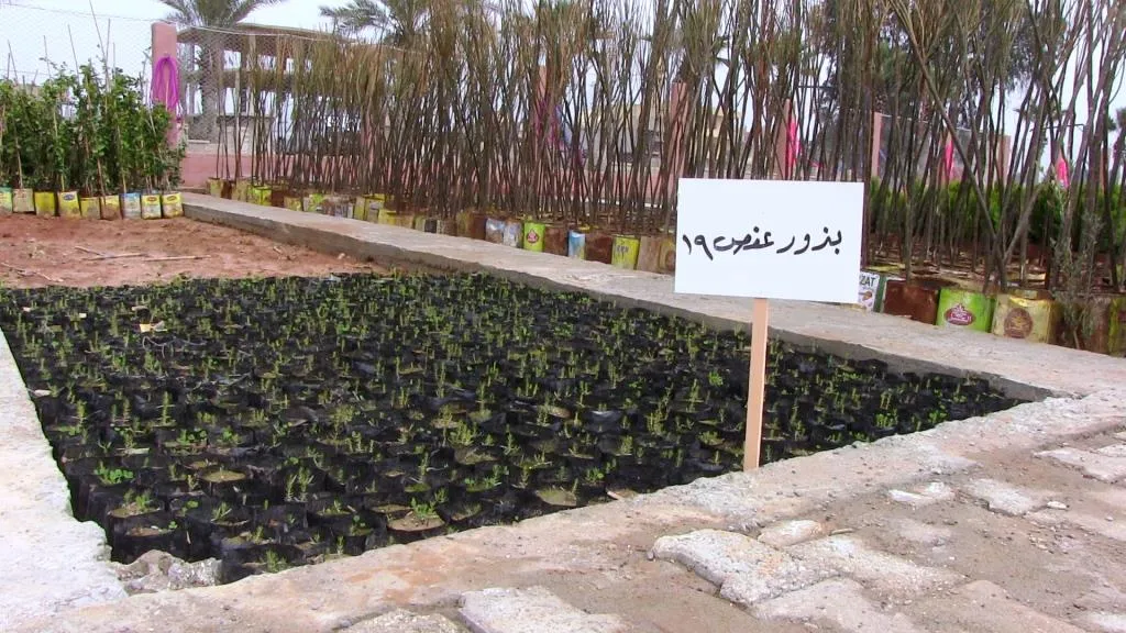 بلدية الرقة تفتتح مشتلاً زراعياً لتعويض المساحات الخضراء