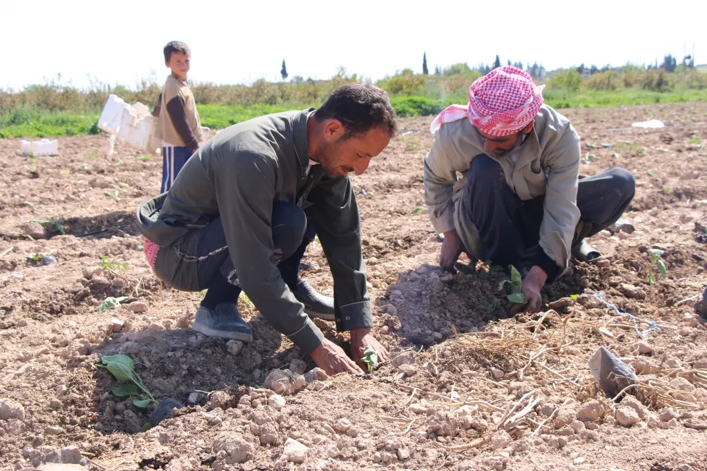 أهالي منبج يبدأون بزراعة الخضروات الصيفية