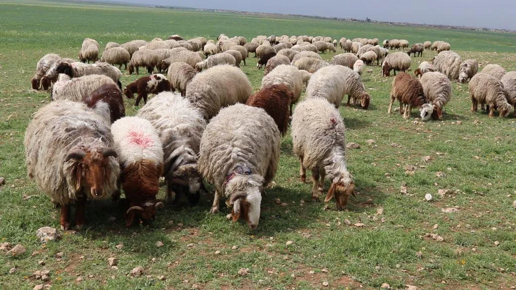 الظروف المناخية تؤمن مراعٍ وفيرة لأكثر من نصف مليون رأس ماشية في الطبقة