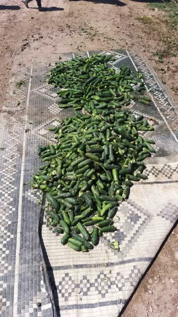 الأمطار والعواصف تكبّد المزارعين في ريف دير الزور خسائر كبيرة