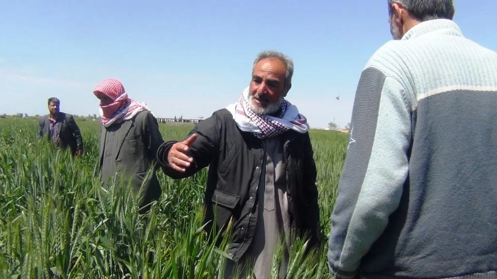 جولة للاطلاع على حقول القمح في ريف دير الزور