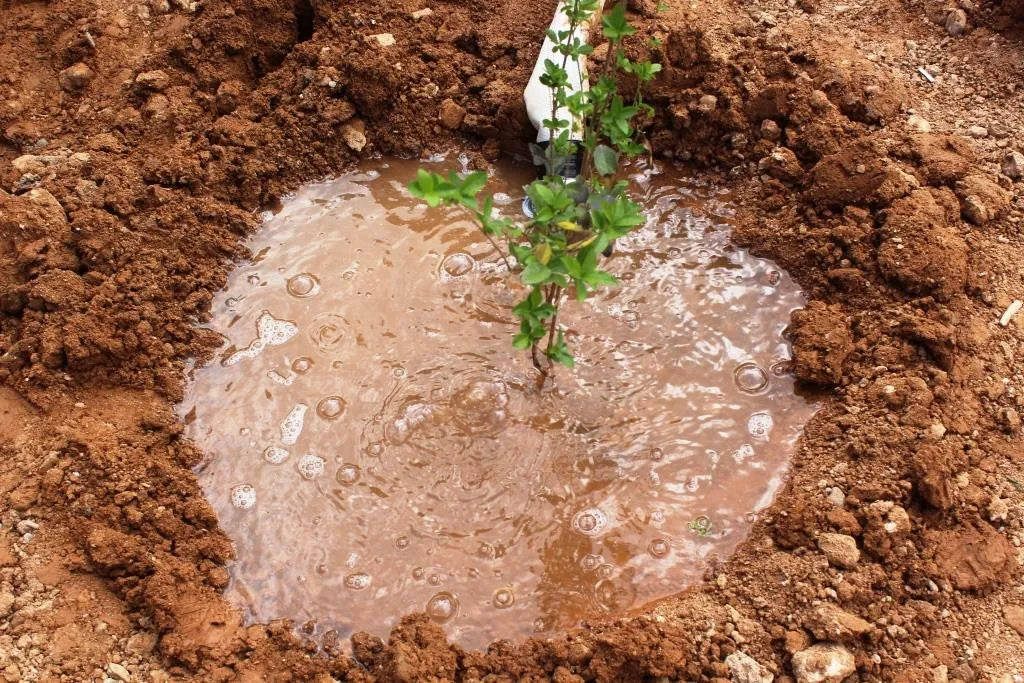 قسم البيئة يُشجّر 3 حدائق في الطبقة