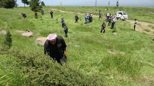 بمناسبة عيد العمال أهالي الكوجرات يطلقون حملة تطوعية لتعشيب جبل قره جوخ
