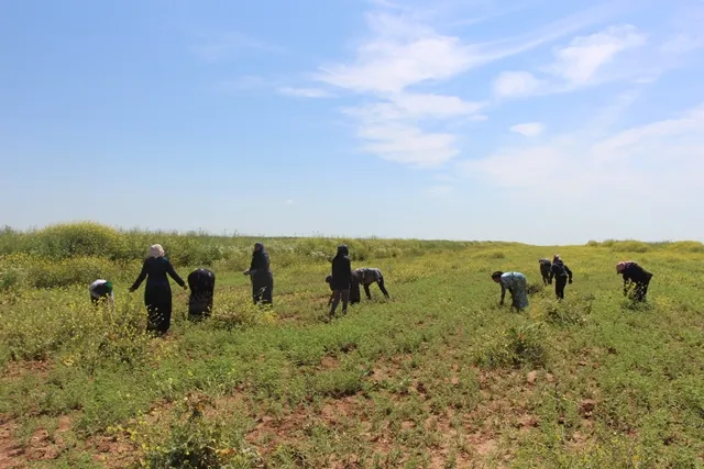 20 امرأة ساهمن في مشروع زراعي وتفتخرن بعملهن