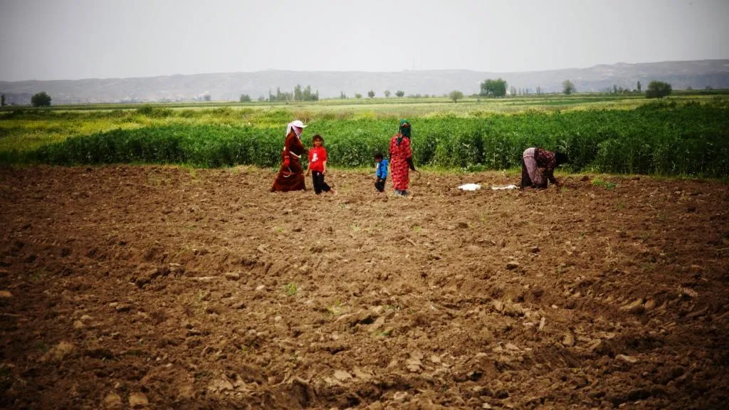بدء زراعة القطن في ريف الرقة ومطالب بتأمين المبيدات للدودة الشوكية