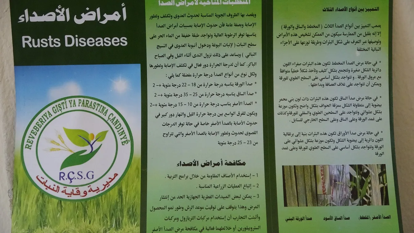 زراعة ديرك: مرض الصدأ لم يؤثر على المحصول والعمل جار على مكافحته