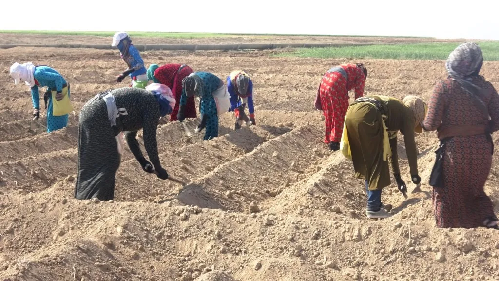 ماهي أسباب انخفاض مساحات زراعة القطن في عين عيسى؟