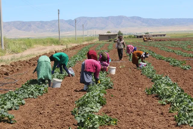 البدء بقطاف الخضروات الصيفية في إقليم الجزيرة