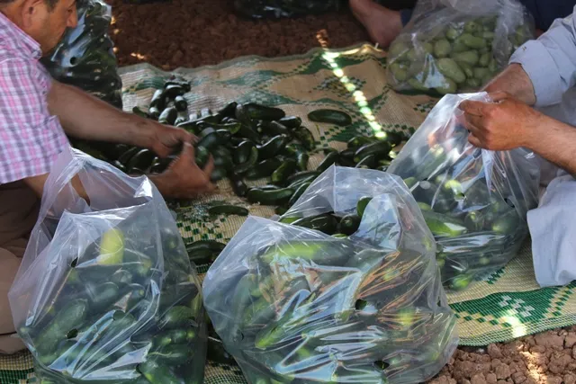 البدء بقطاف الخضروات الصيفية في إقليم الجزيرة