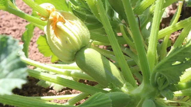 البدء بقطاف الخضروات الصيفية في إقليم الجزيرة