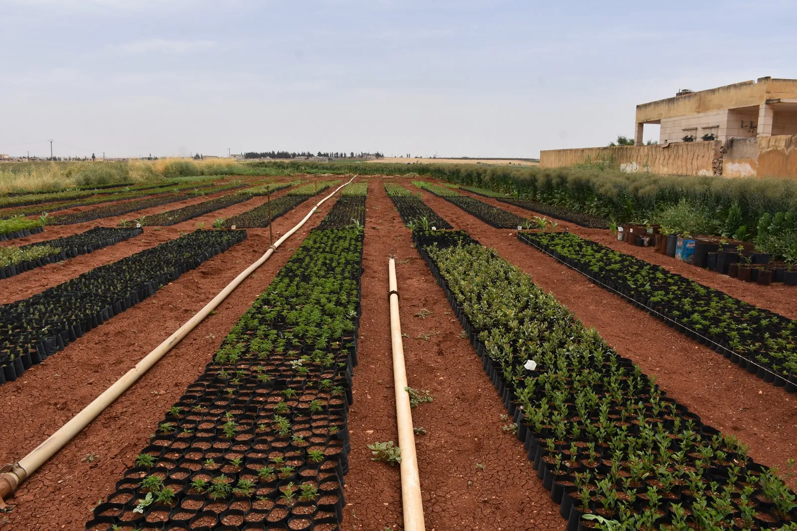 لإحياء الزراعة إنشاء مشتل يضم آلاف الغرسات