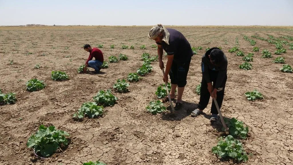 التجأوا للخضروات البعلية بعد جفاف الأراضي المغمورة بمياه الفيضانات