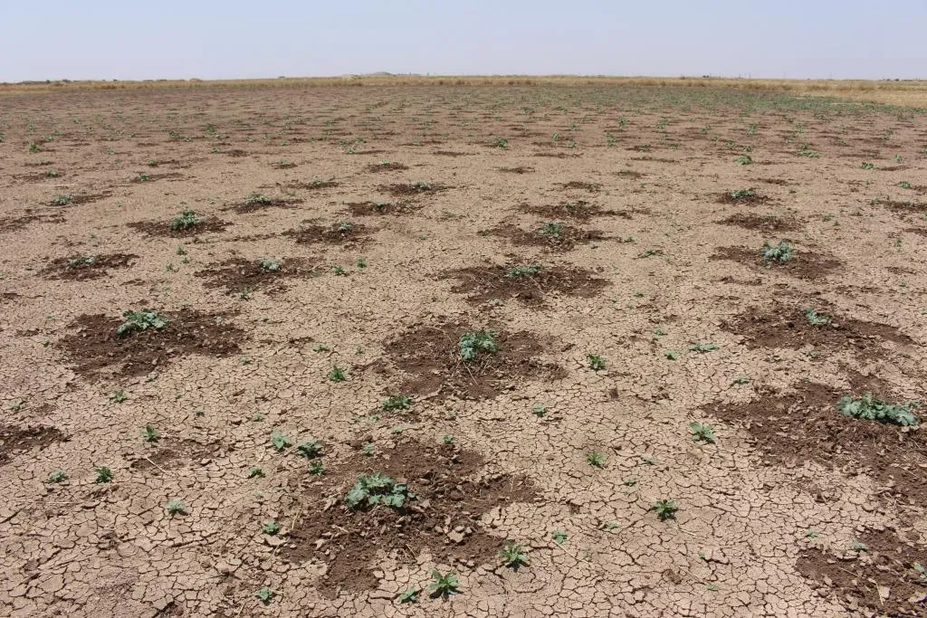 التجأوا للخضروات البعلية بعد جفاف الأراضي المغمورة بمياه الفيضانات
