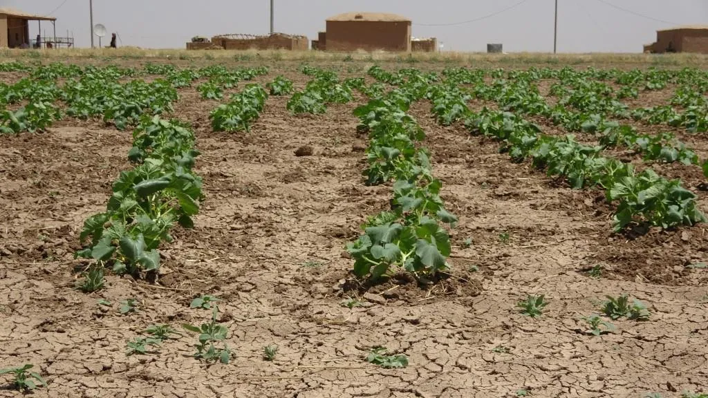 التجأوا للخضروات البعلية بعد جفاف الأراضي المغمورة بمياه الفيضانات