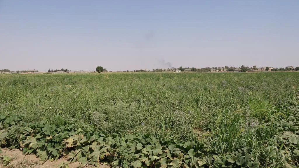تطور ملحوظ يشهده القطاع الزراعي بريف دير الزور