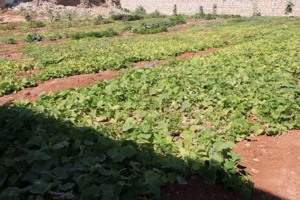 من أرض قاحلة إطلاق أول مشروع زراعي في الشقيف