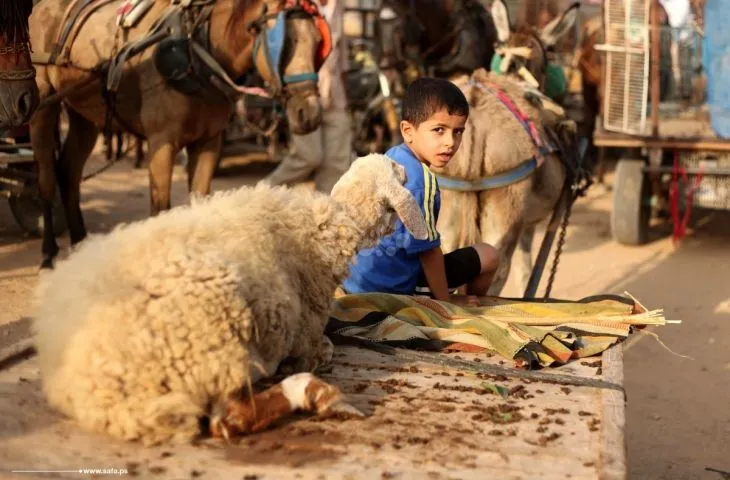 الأوضاع الاقتصادية الصعبة تسلب أهالي غزة بهجة عيد الأضحى