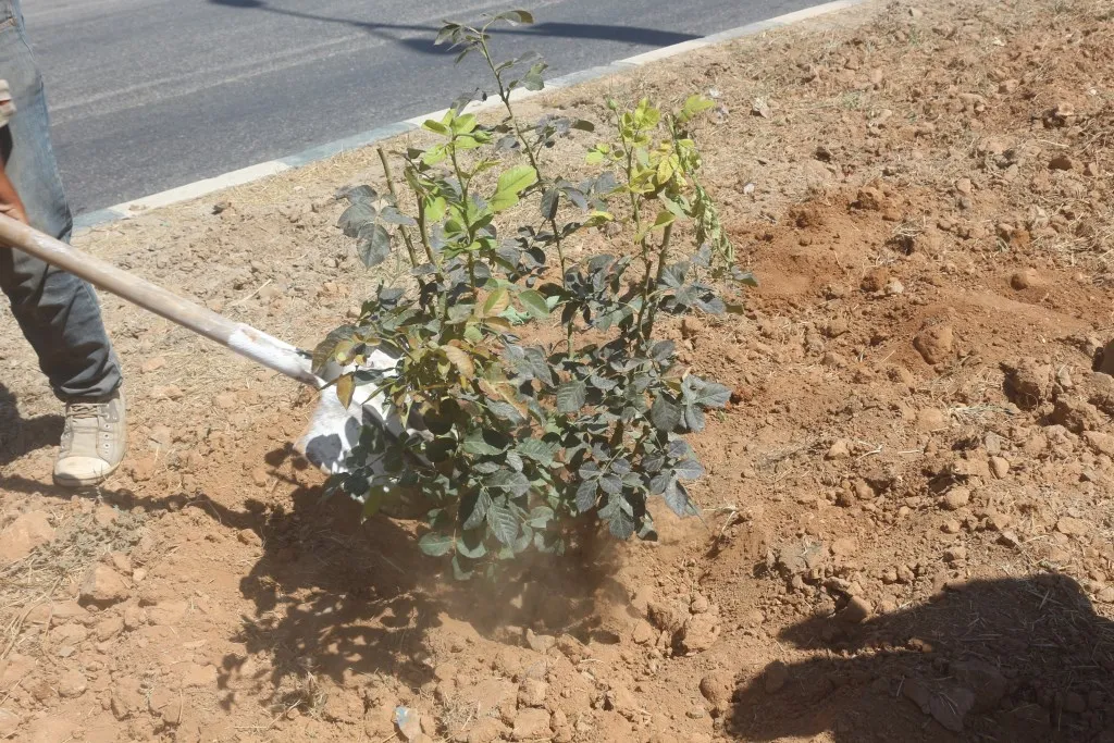 غرس الأشجار والأزهار في منبج حفاظاً على البيئة