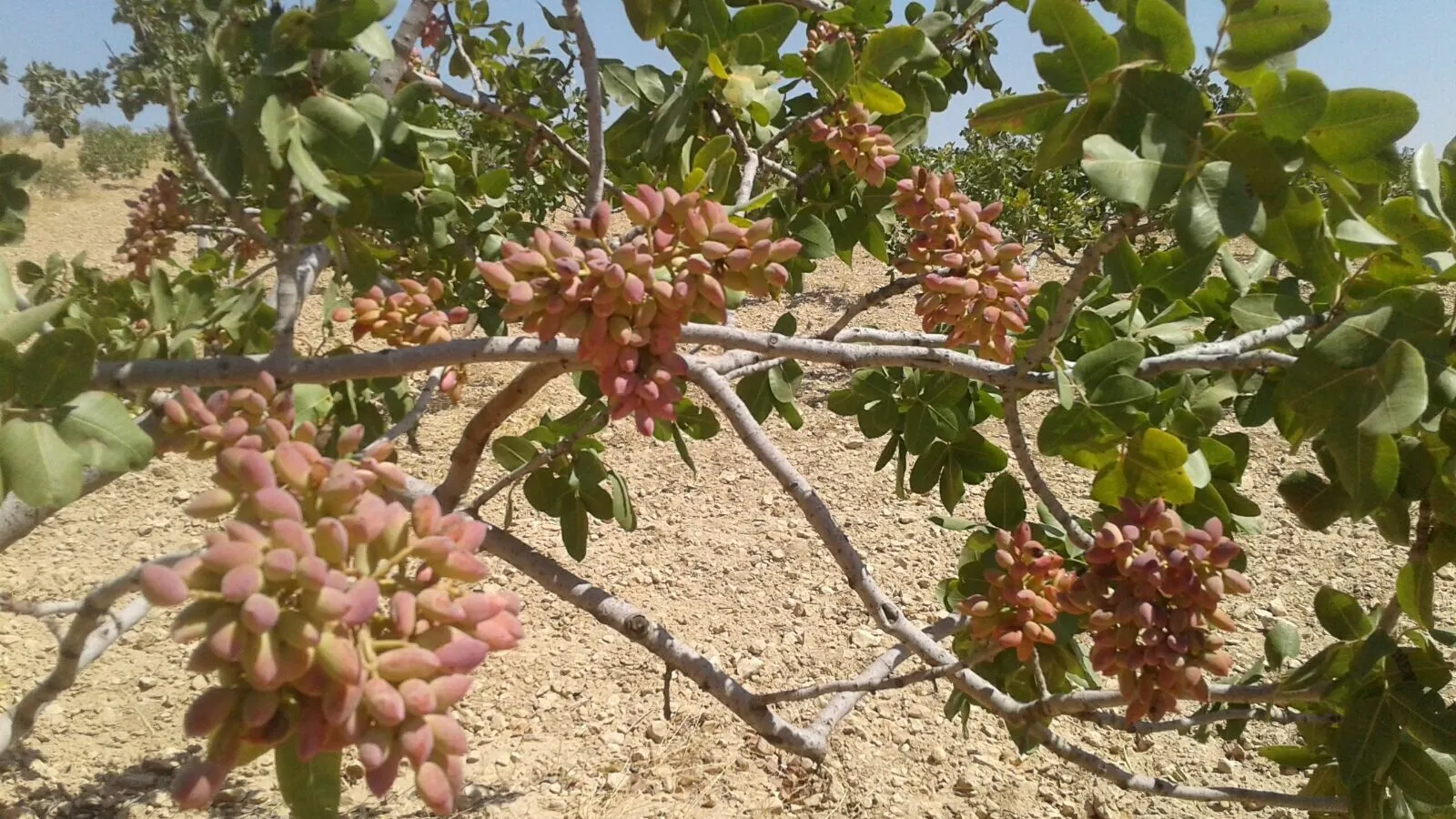 مزارعو الشهباء يبدؤون بجني محصول الفستق الحلبي