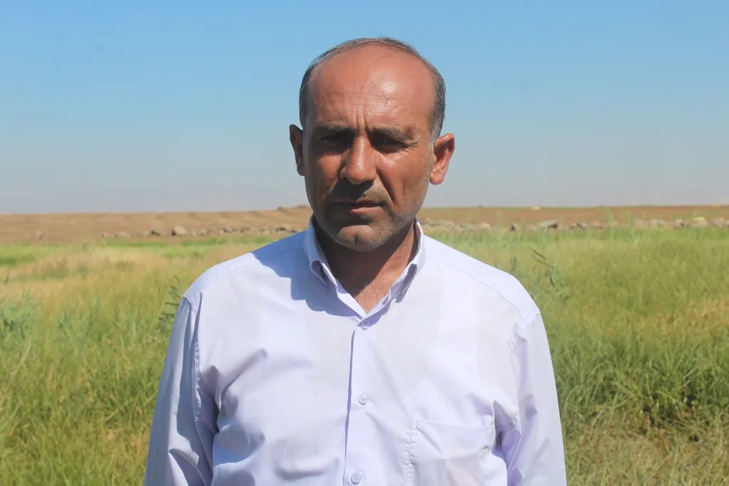لأول مرة ومنذ خمسين عاماً أهالي ديرك يزرعون الأرز