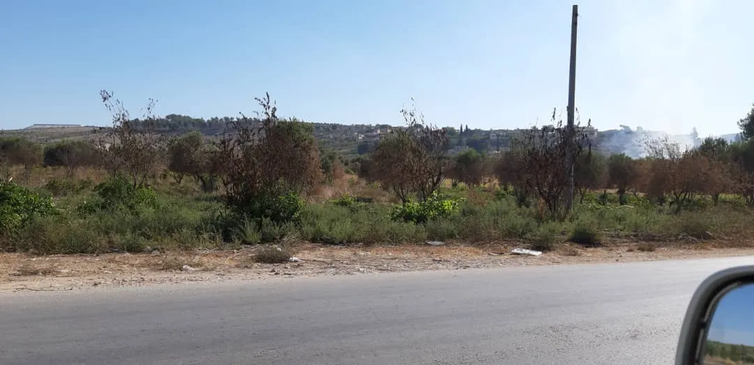 جرائم مرتزقة تركيا تطال200 شجرة زيتون أخرى
