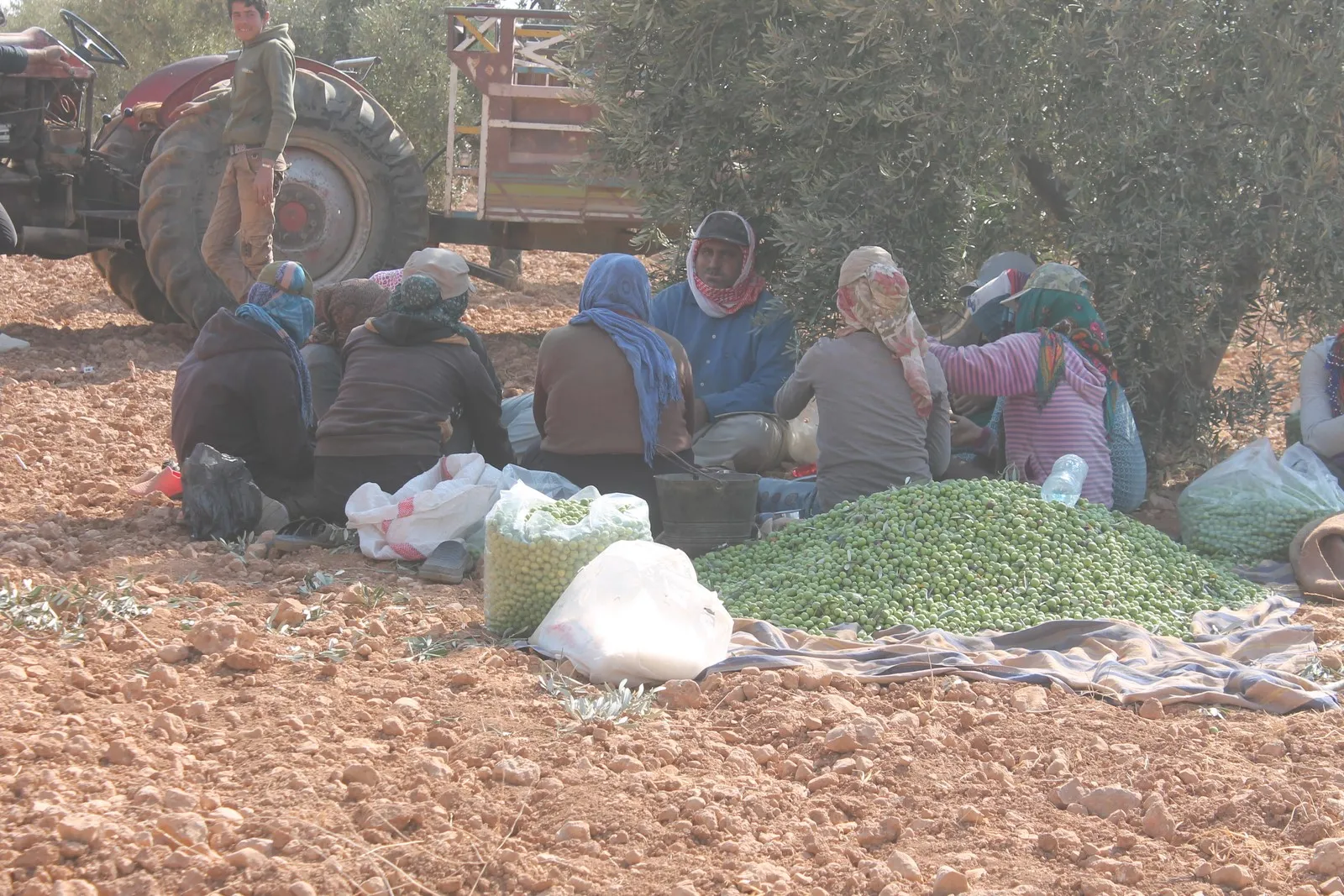وسط المخاطر وقلة المعاصر بدأ جني محصول الزيتون في إقليم عفرين