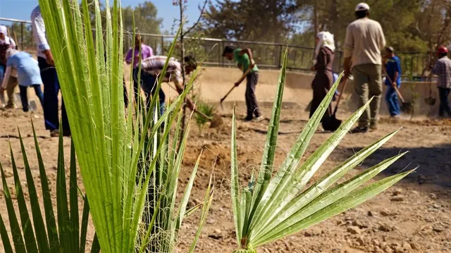 1300 غرسة زُرعت في حدائق الطبقة وحملة التشجير متواصلة