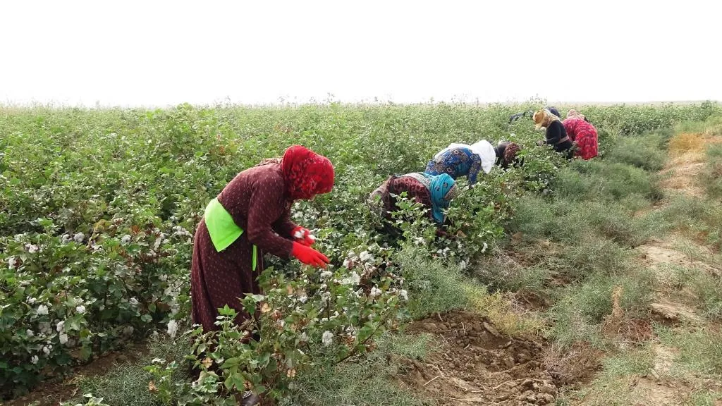 نساء الرقة يخصصن عائدات محصول القطن لنازحي سري كانيه وكري سبي