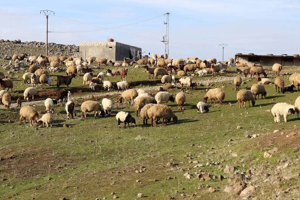 ​​​​​​​ثاني مشروع إنتاجي في ديرك للنهوض بالواقع الاقتصادي