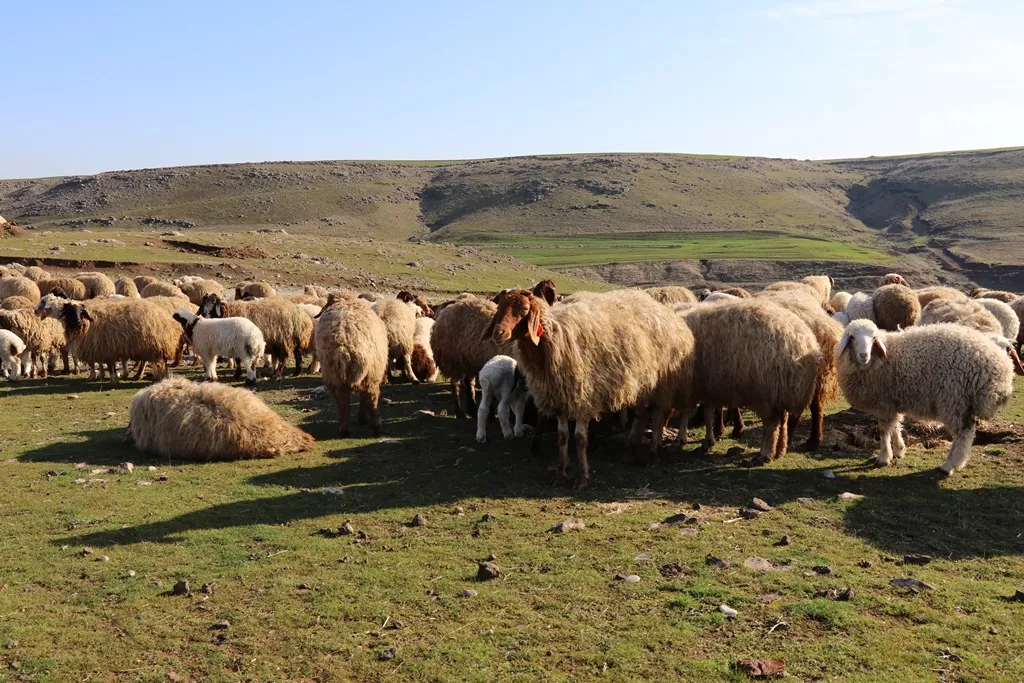 ​​​​​​​ثاني مشروع إنتاجي في ديرك للنهوض بالواقع الاقتصادي
