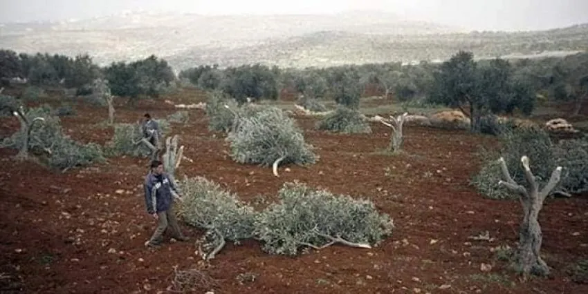 ​​​​​​​الاحتلال يقطع أشجار الزيتون في عفرين لإنشاء مخيم للنازحين