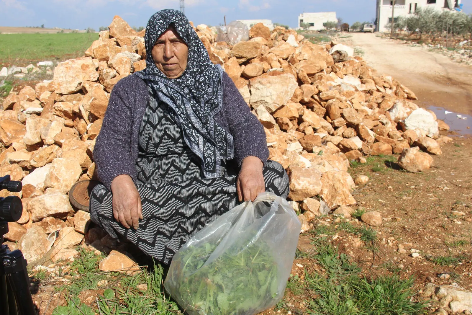 ​​​​​​​الخبيزة...نبتة ذات فائدة صحية وقطفها يتميز بالتعاون بين النساء