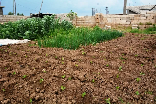 استفادوا من فترة الحظر لتحقيق الاكتفاء الذاتي