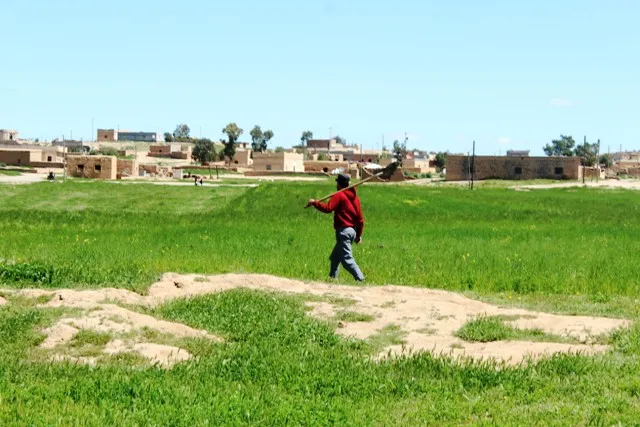 الكمون وتجربته الأولى في ناحية الشدادي
