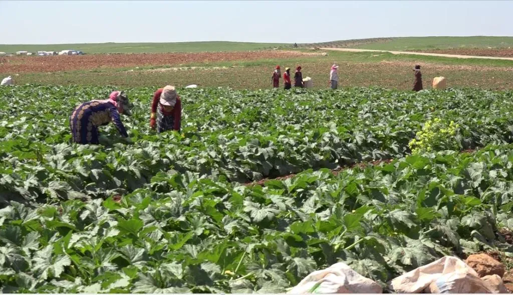 مؤسسة الزراعة في منبج تمنح التراخيص للمزارعين