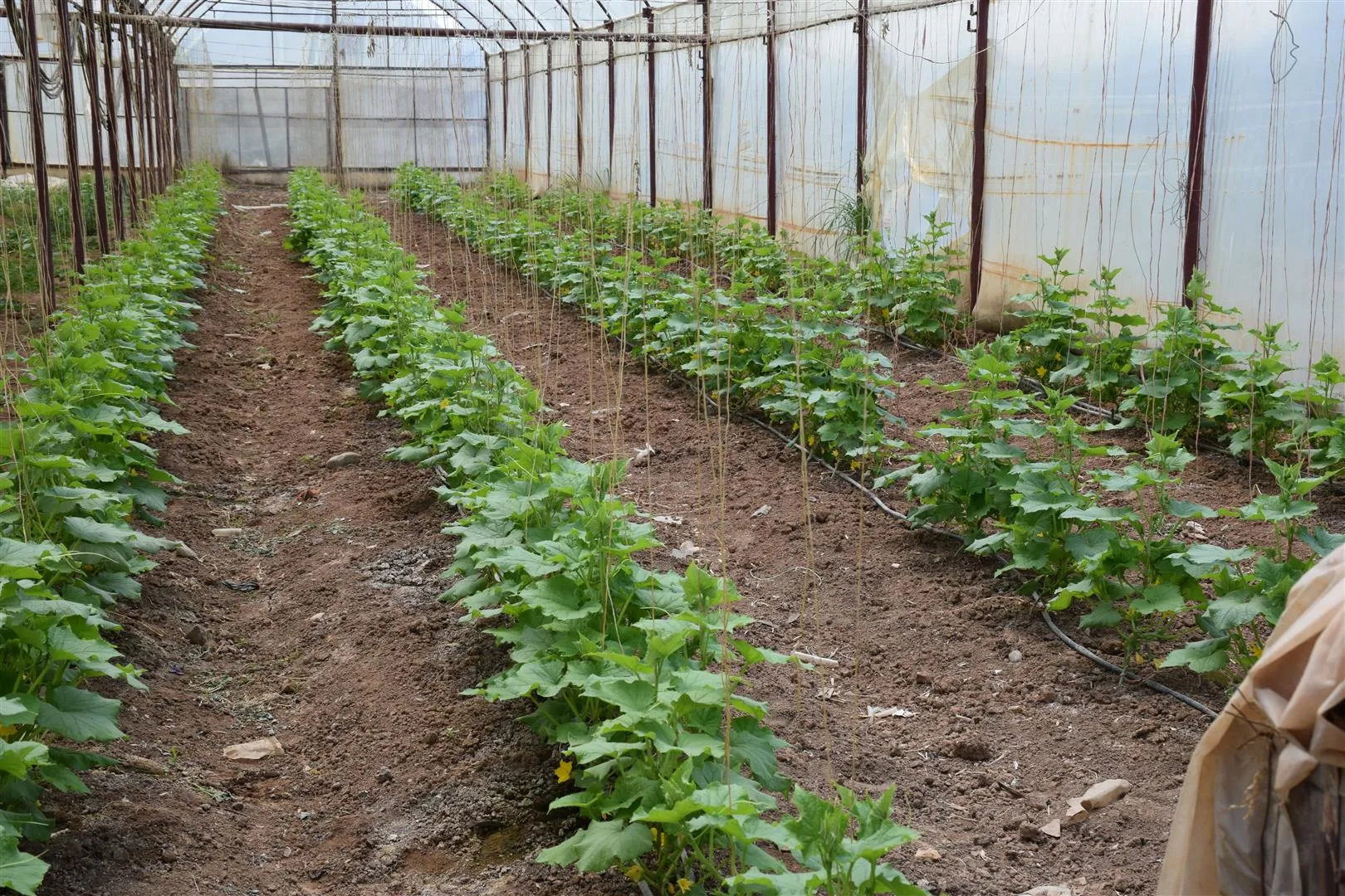 ​​​​​​​إنتاج مشروع البيوت البلاستيكية يزود سوق كركي لكي بـ 5 طن من الخضار أسبوعياً