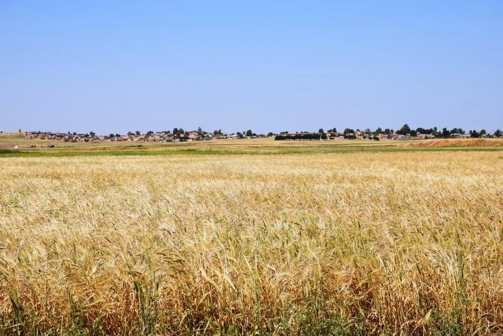 ​​​​​​​الاحتلال التركي يتسبب بتراجع الزراعة في تل تمر