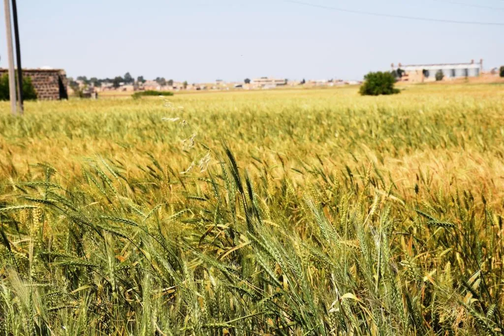 ​​​​​​​الاحتلال التركي يتسبب بتراجع الزراعة في تل تمر