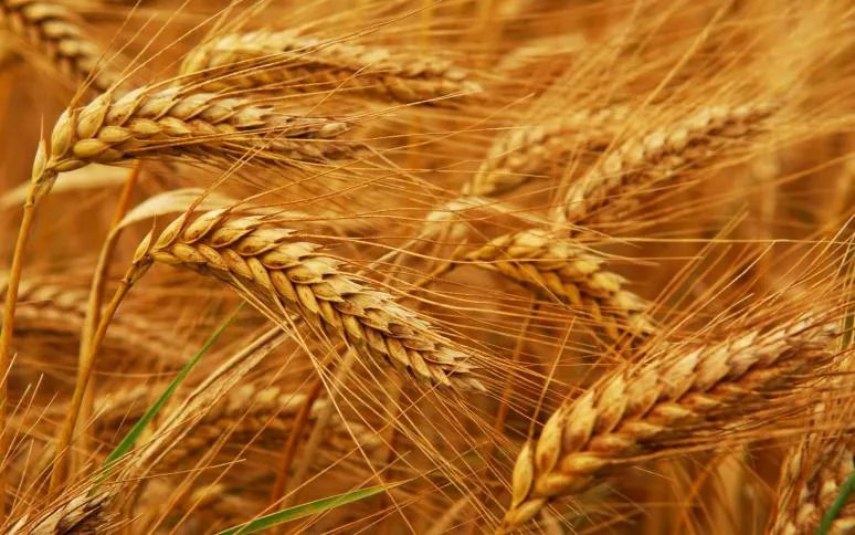 ​​​​​​​أهالي مركدة يحمون حقولهم من الحرائق
