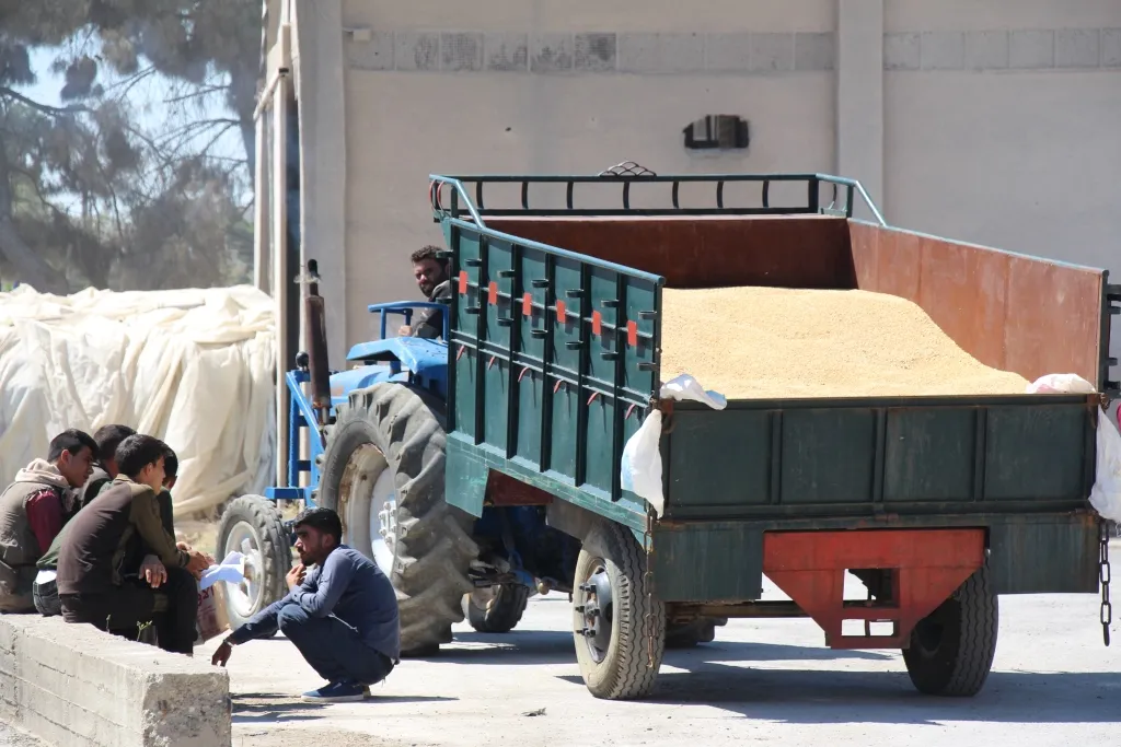 بدء استلام محصول القمح من المزارعين في منبج