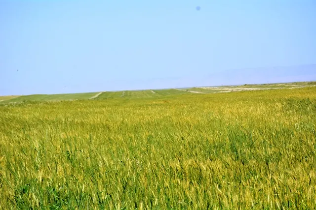 ناحية تربه سبيه أتمت كافة التحضيرات المطلوبة لحصاد الموسم الزراعي