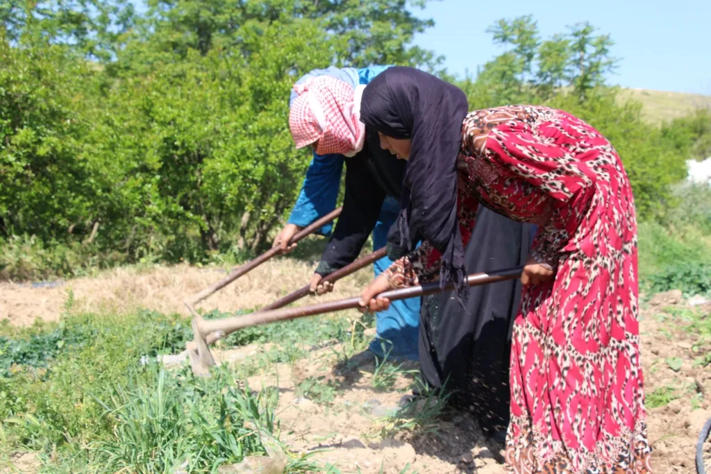 ​​​​​​​نساء منبج بعملهن الجماعي يحققن اكتفاءهن الذاتي