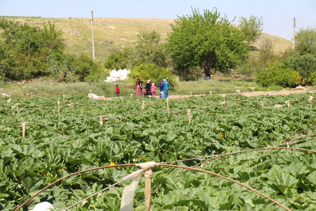 ​​​​​​​بزراعاته المتنوعة يساهم في تحقيق الاكتفاء الذاتي للمنطقة
