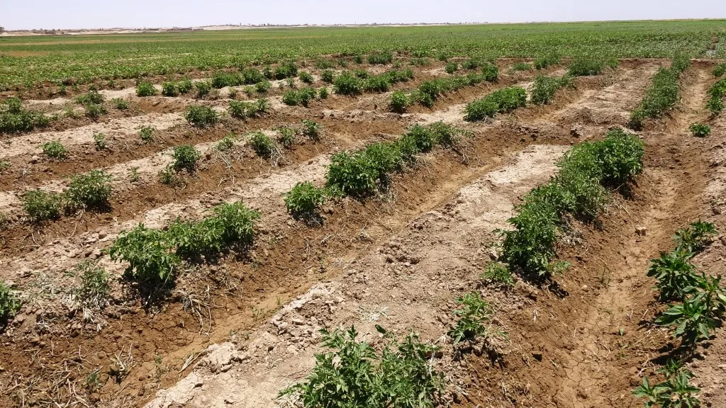 زراعة عين عيسى تكشف نوع دعمها للموسم الصيفي ونسبته المئوية
