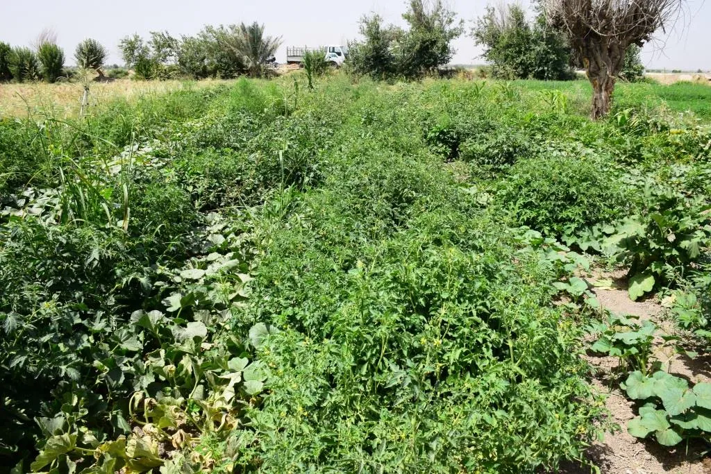 ​​​​​​​مزارعو هجين: الزراعة تشهد تطوراً بسبب زيادة دعمها