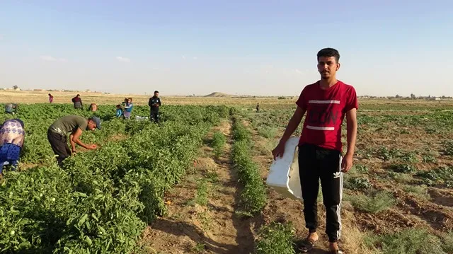 الخضروات الصيفية تعود إلى الزراعة في الشدادي بعد غياب عشرة مواسم